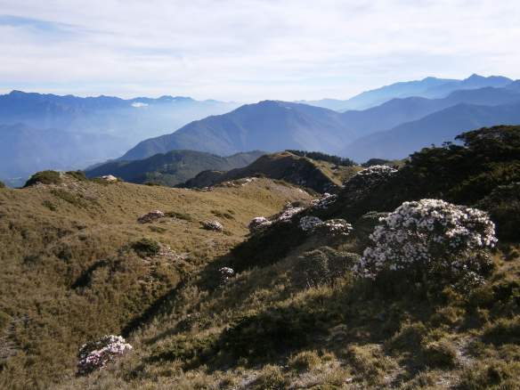 Rhododendron flowers.