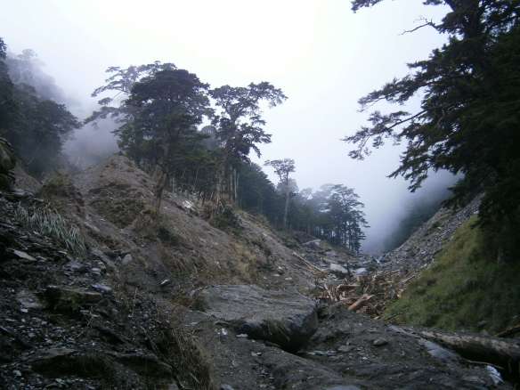 The recent typhoon had taken out swathes of forest along the river.