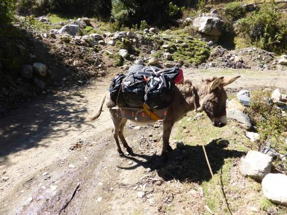 One of our two burros, comfortably loaded with gear.